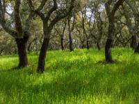 Leuchtendes Gras bedeckt den Boden im Korkeichenwald
